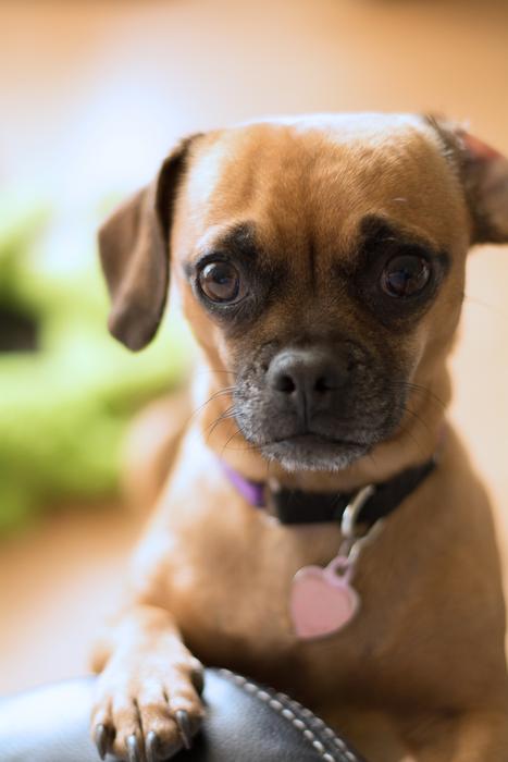 brown puppy blur
