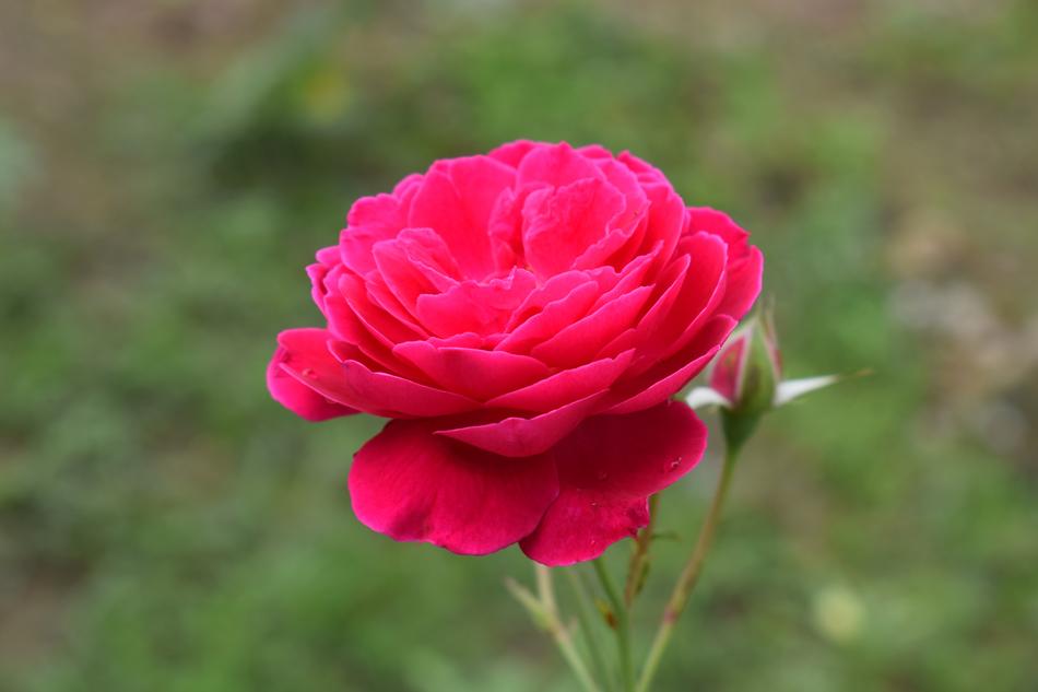 Rose Pink Flower
