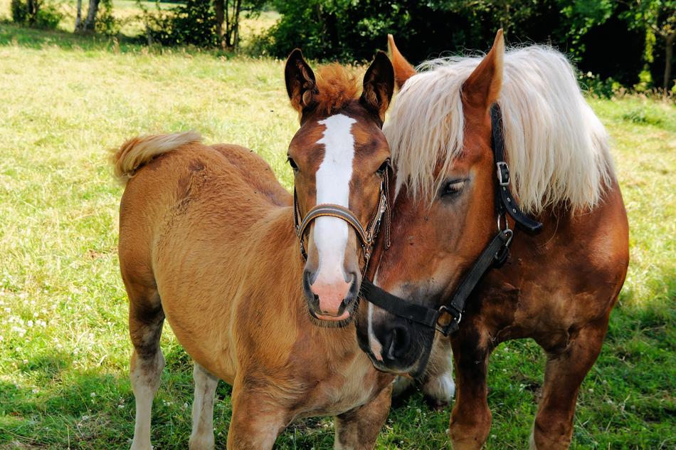 Horses Schwarzwalder Kaltblut