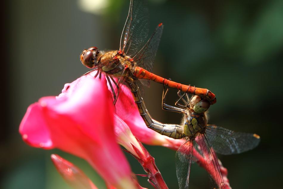 Dragonfly Wasserjungfer Bug