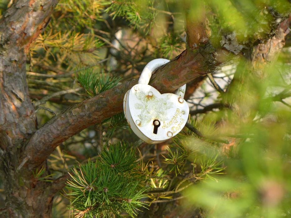 metal Padlock in the shape of a heart on a tree