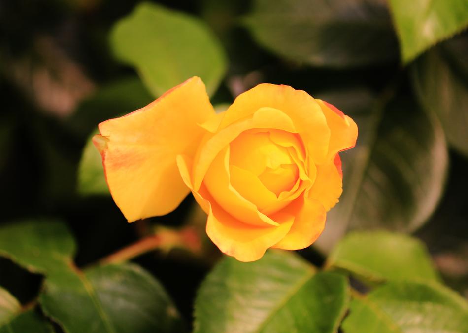 Single Rose Yellow