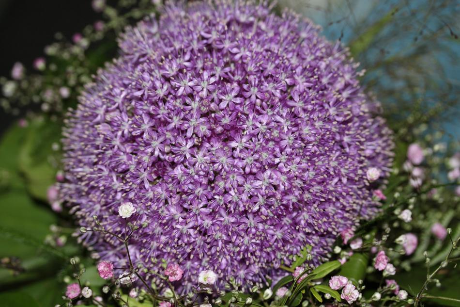 Flower Plant Nature