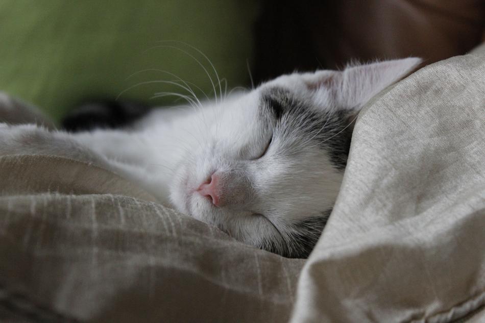 Cat Sleep Happy