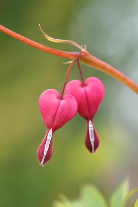 Bleeding Heart Flower Nature