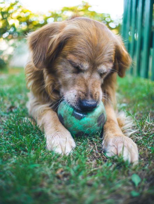 Dog Game Animal