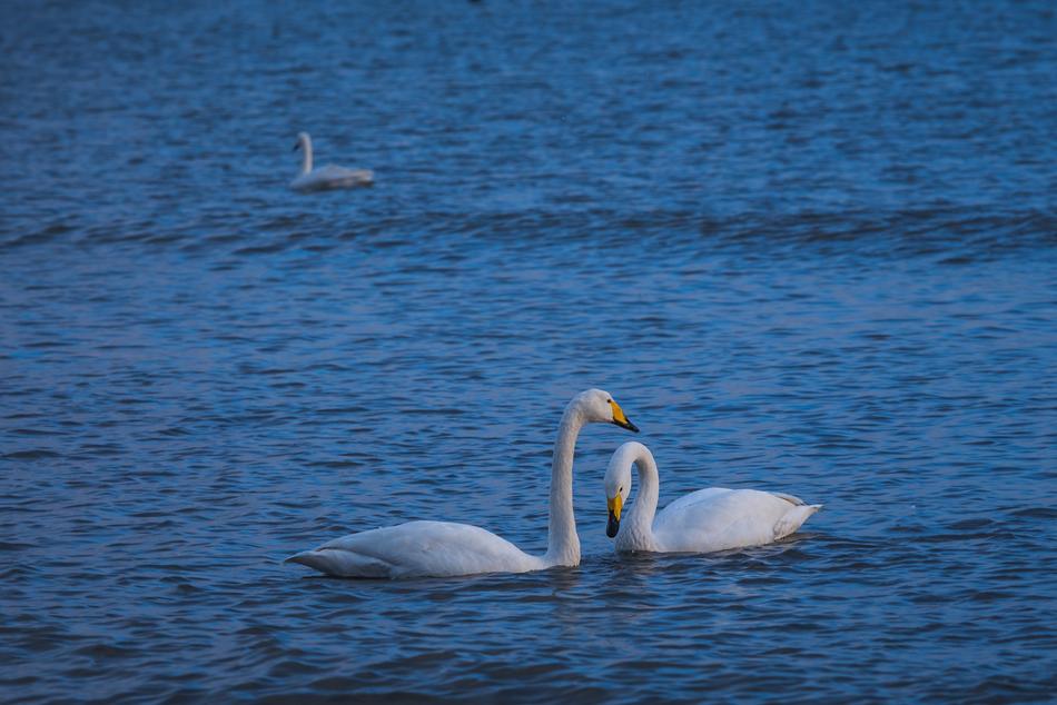 Swan Lake In