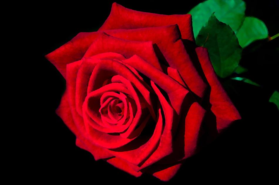Painting Rose Art