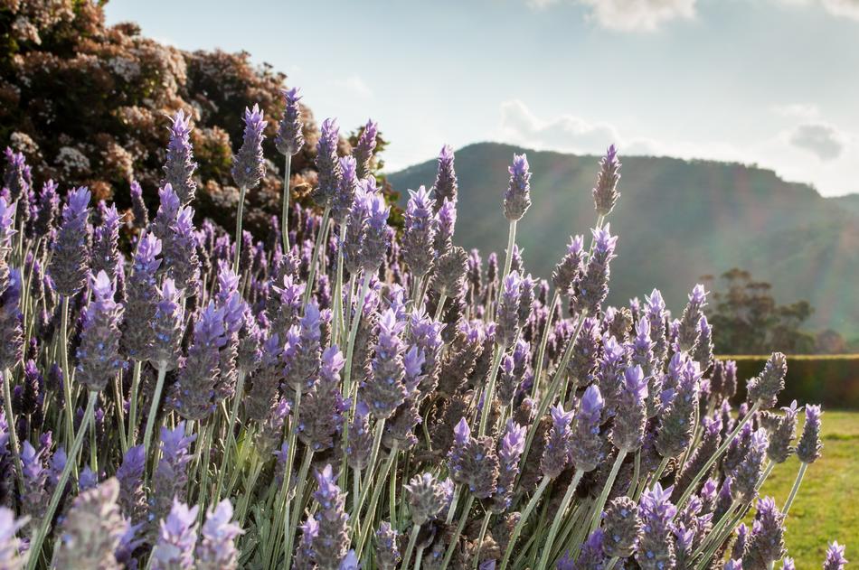 Lavender Outdoor Nature