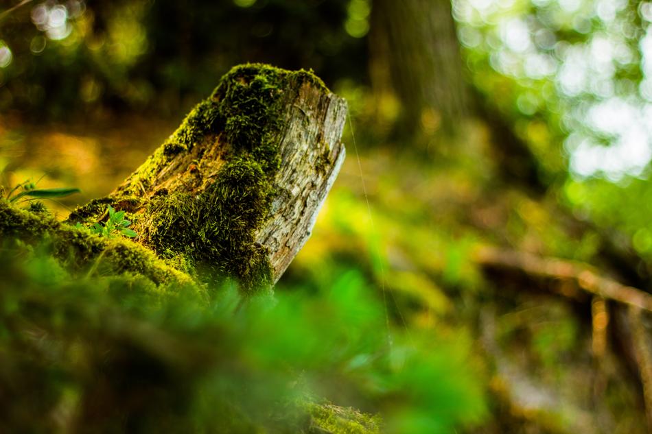 mossy tree stump at blur background, spring in forest