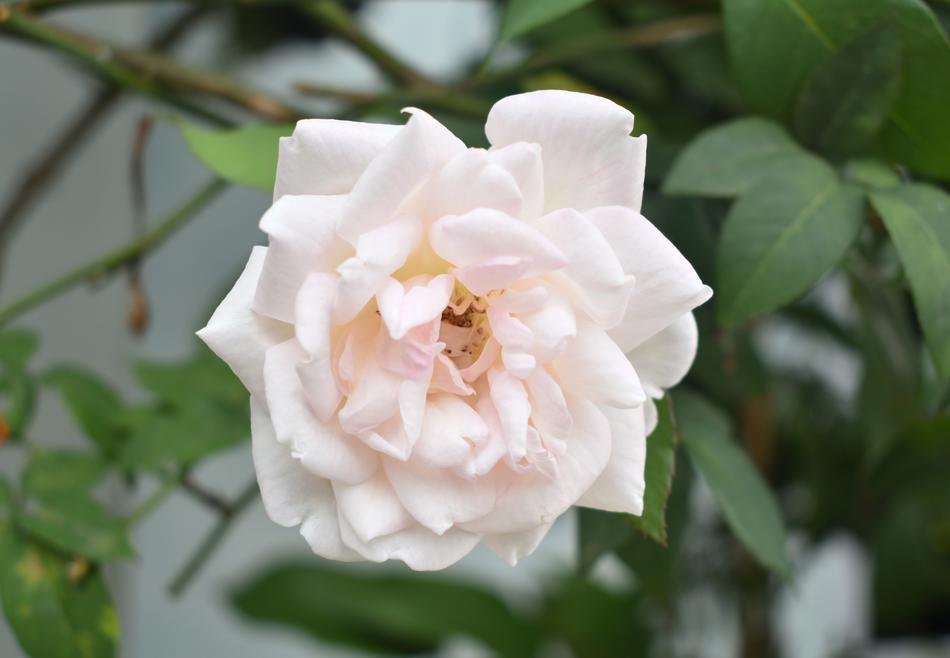 White Rose Flower