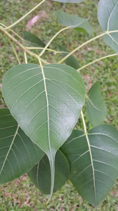 Leaf Nature Flora