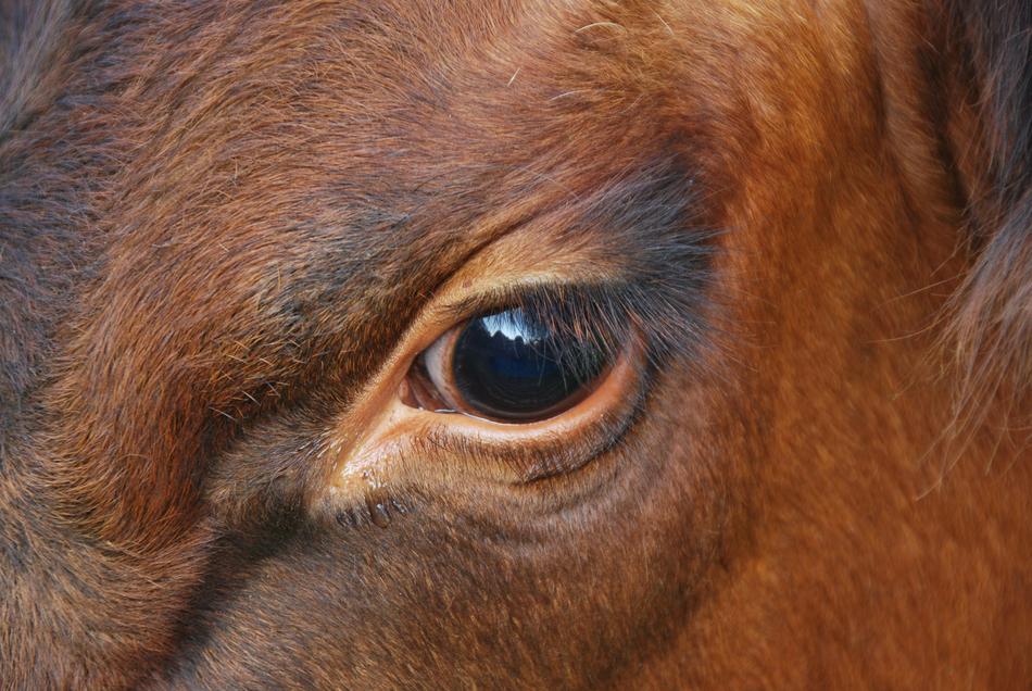 Emotion eye horse