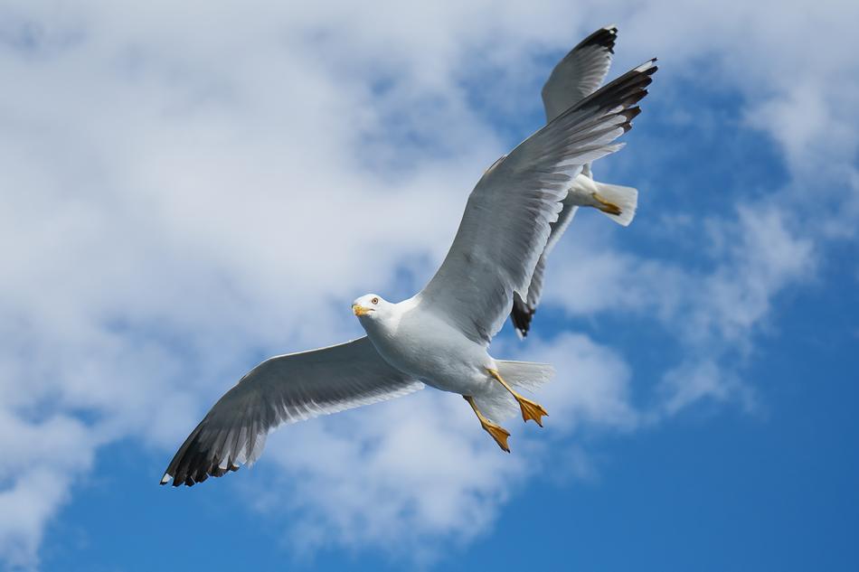 Seagull Bird migrating
