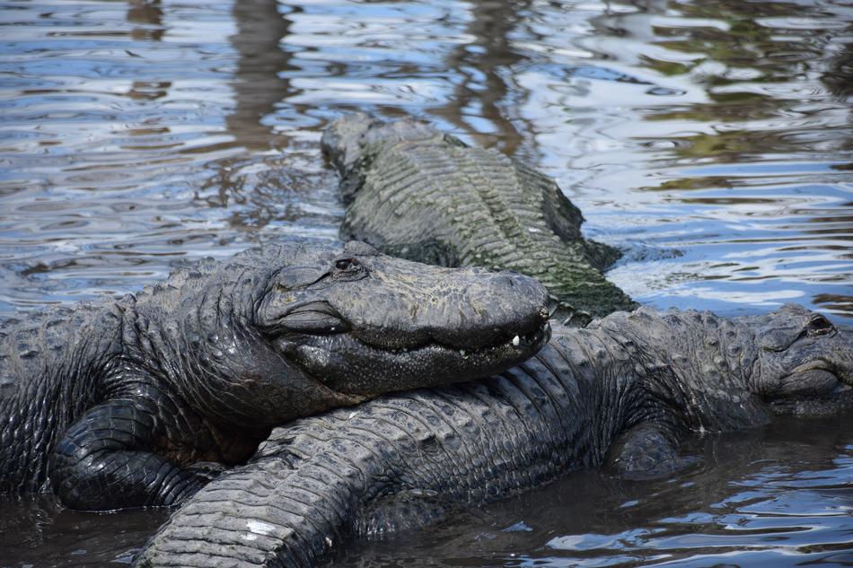 Alligator Closeup Smiling