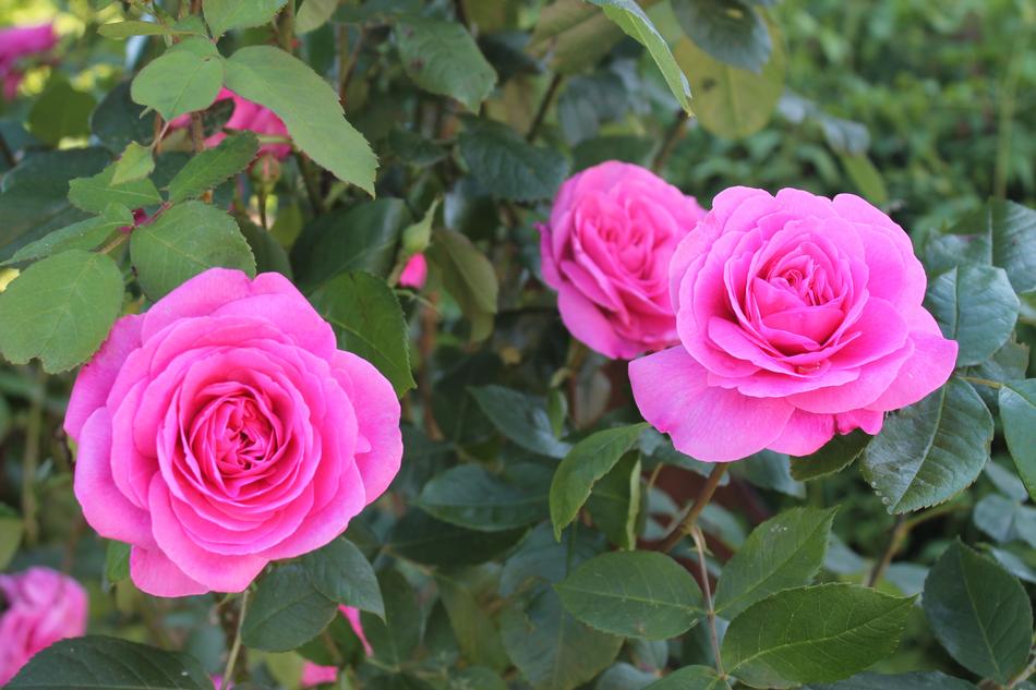 Rose Flowers Beautiful