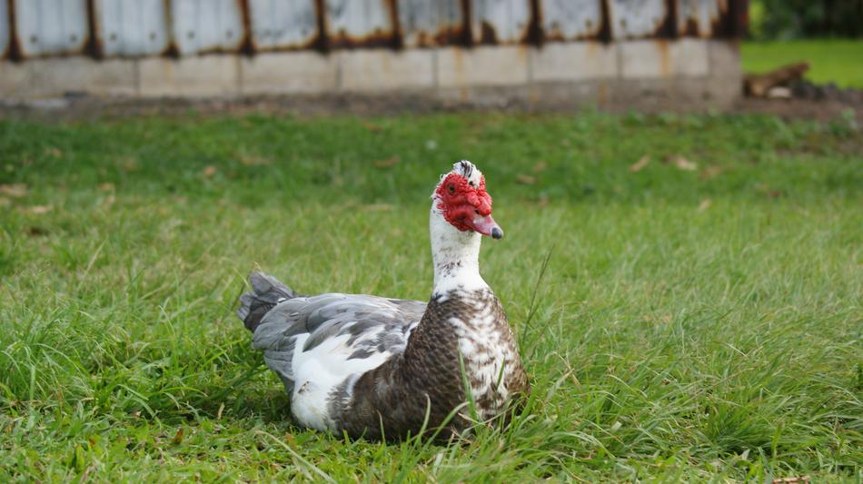 Duck Sitting Bird