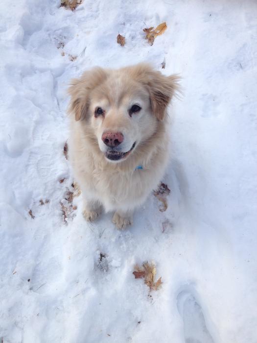 Chow Golden Retriever Mix