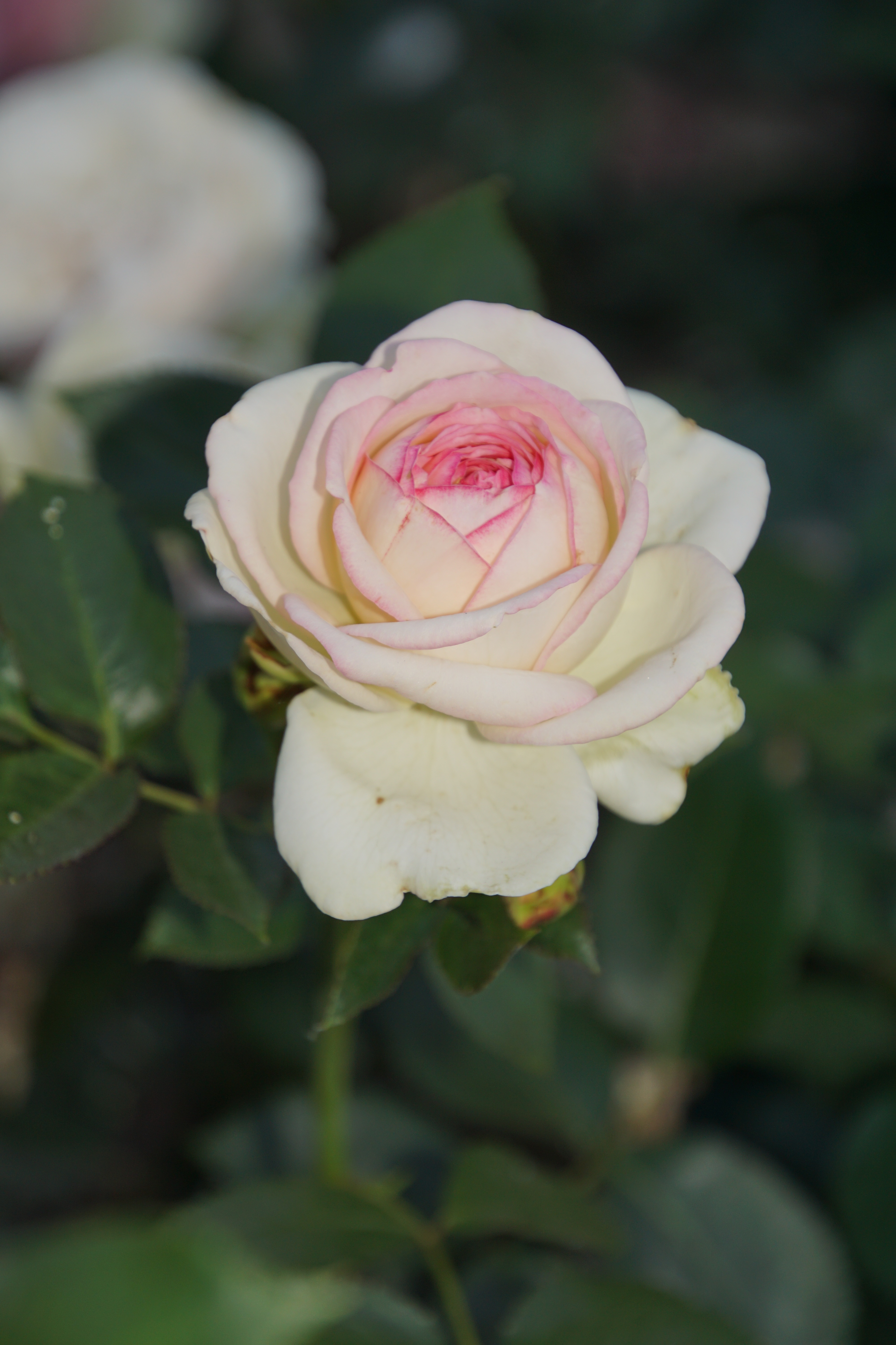 Eden Rose белая