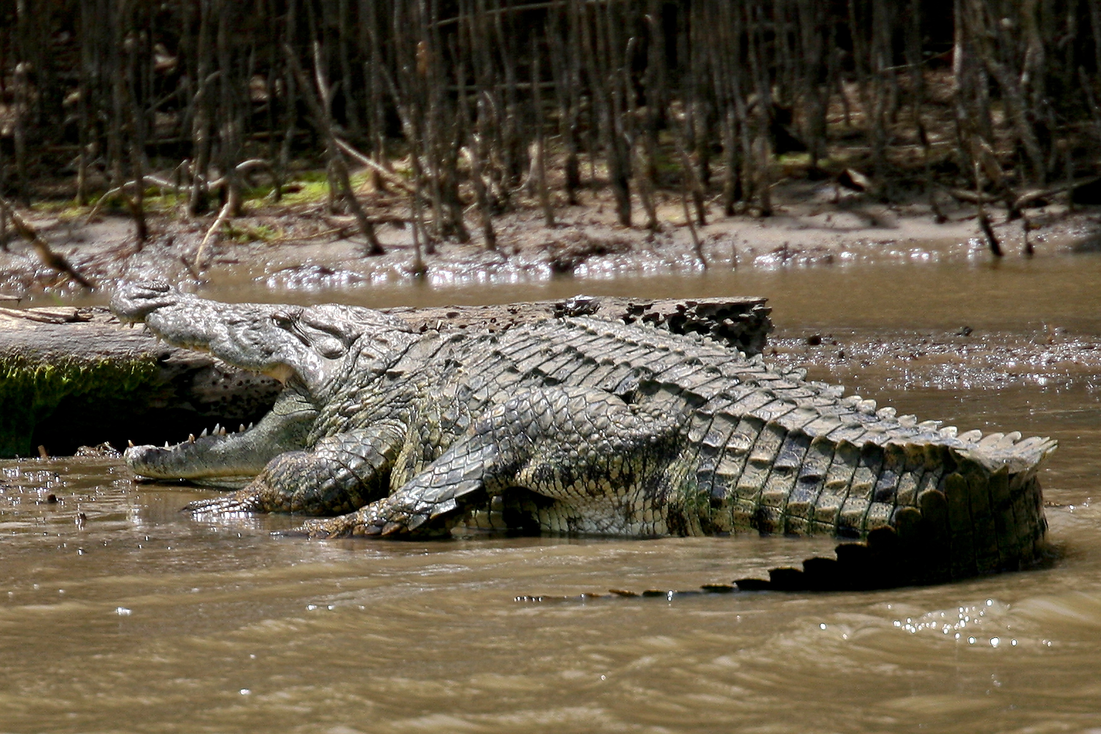 Крокодил живет в африке. Нильский крокодил людоед.