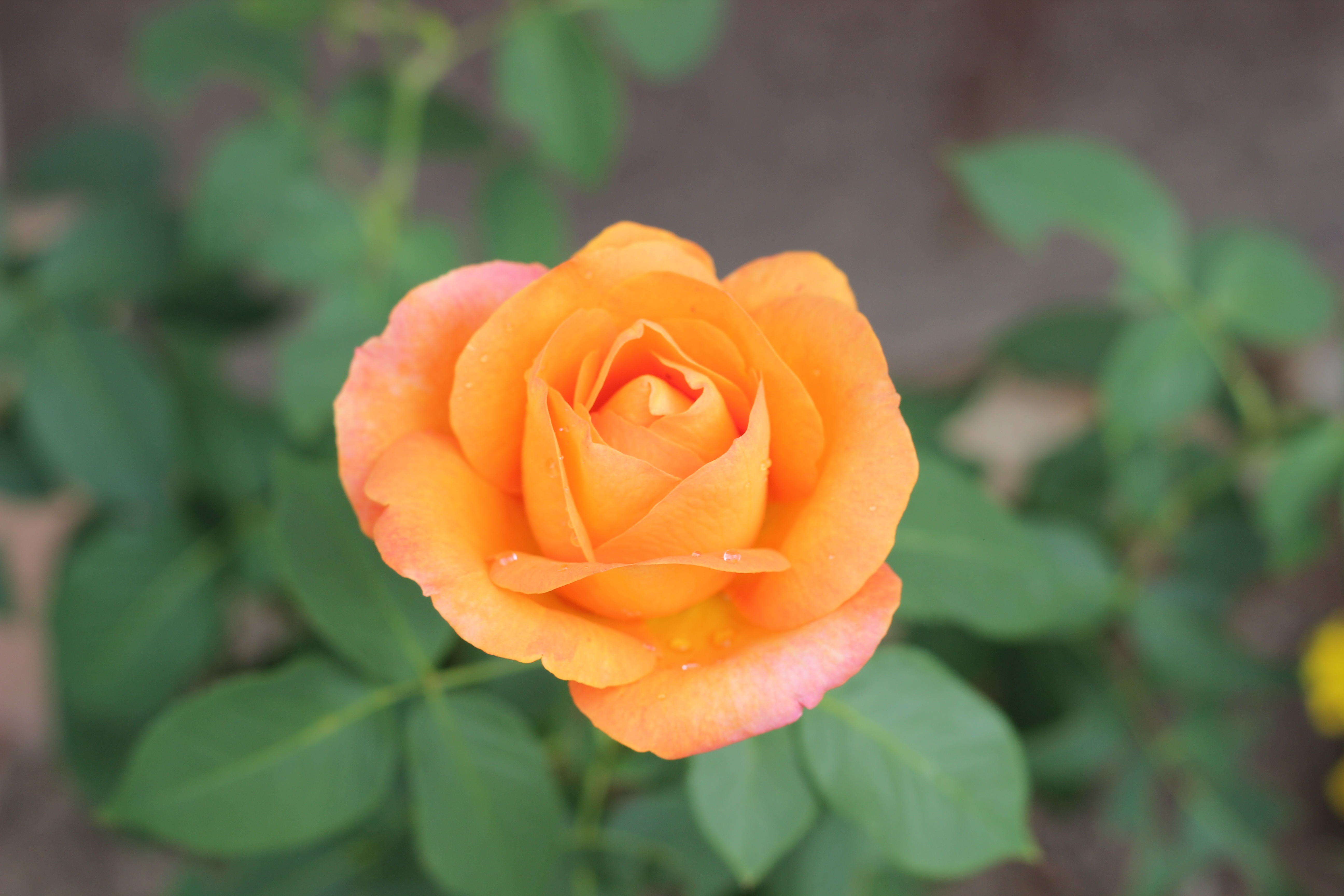 Голден роза оранжевая