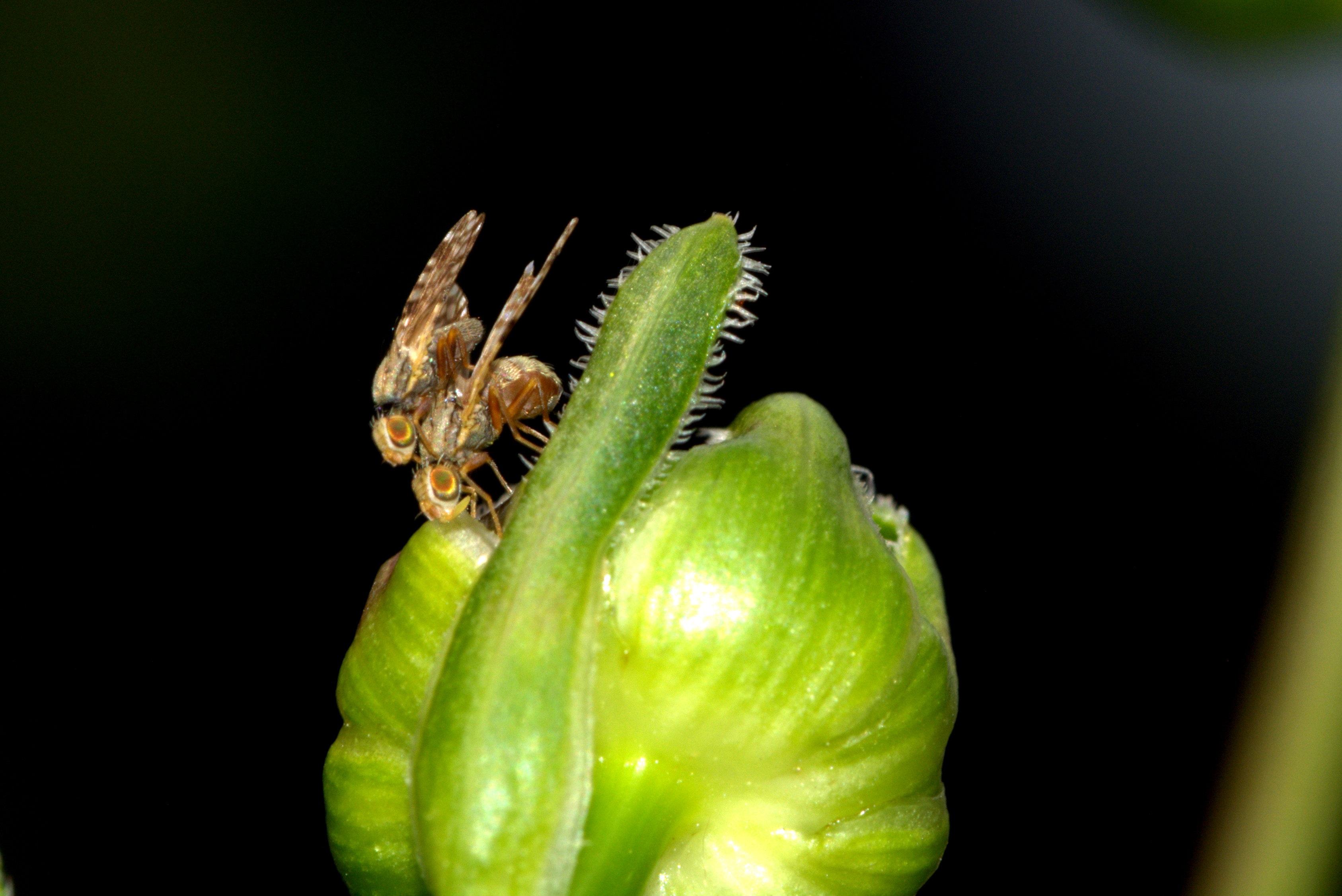 Insect Pairing Small Flies Close free image download