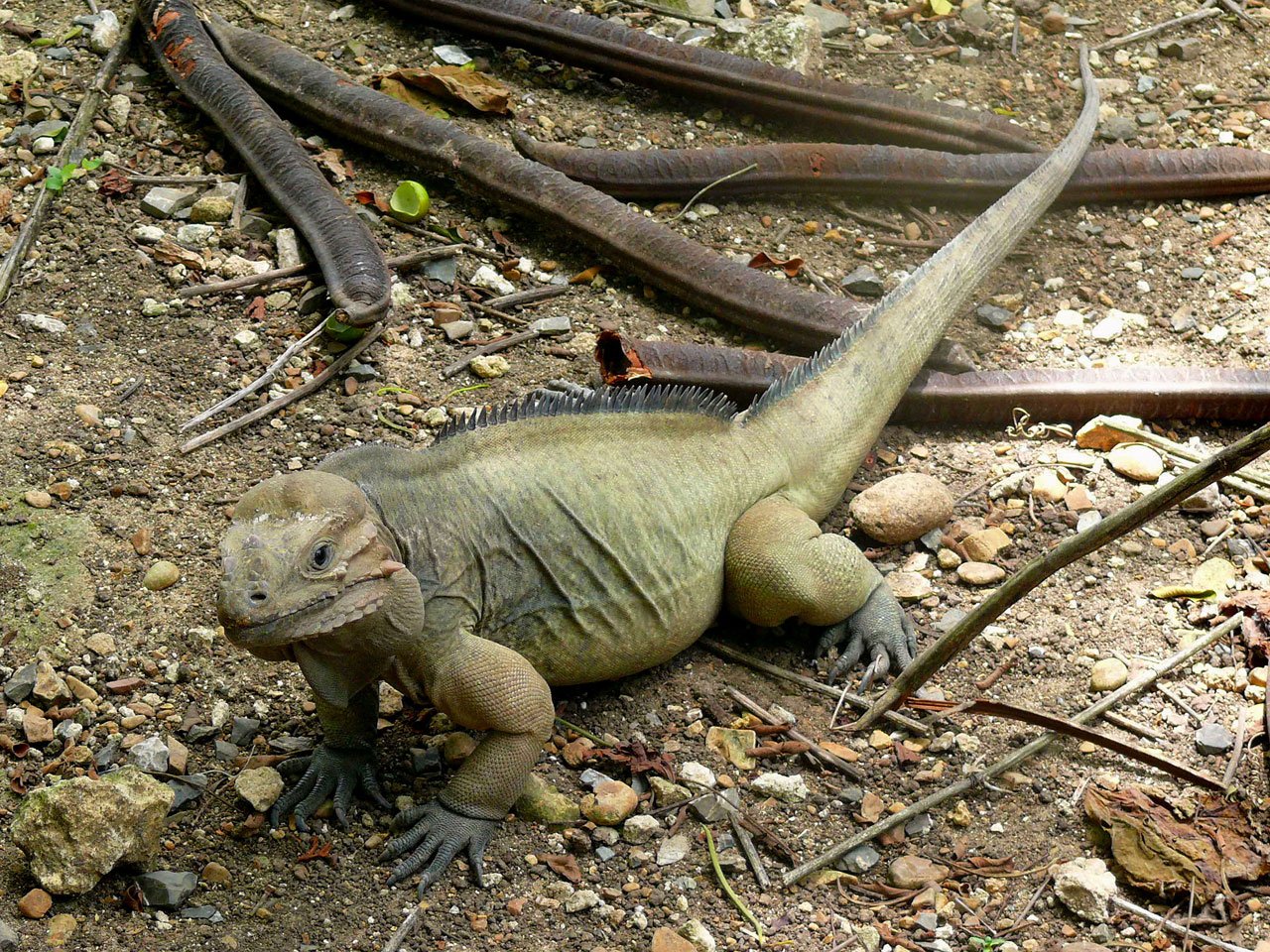 Iguana Animal Exotic free image download