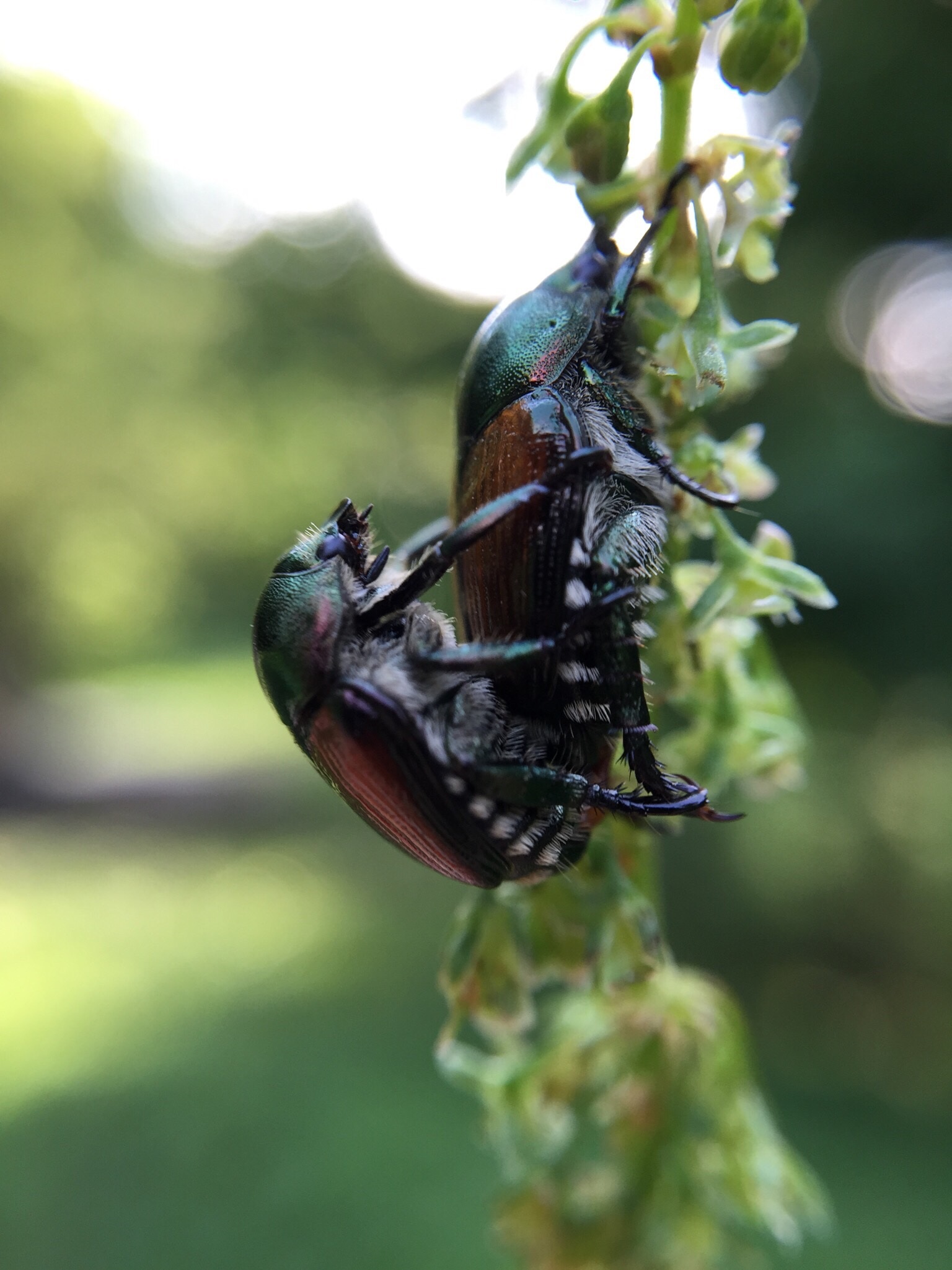 Beetle Love Nature Free Image Download