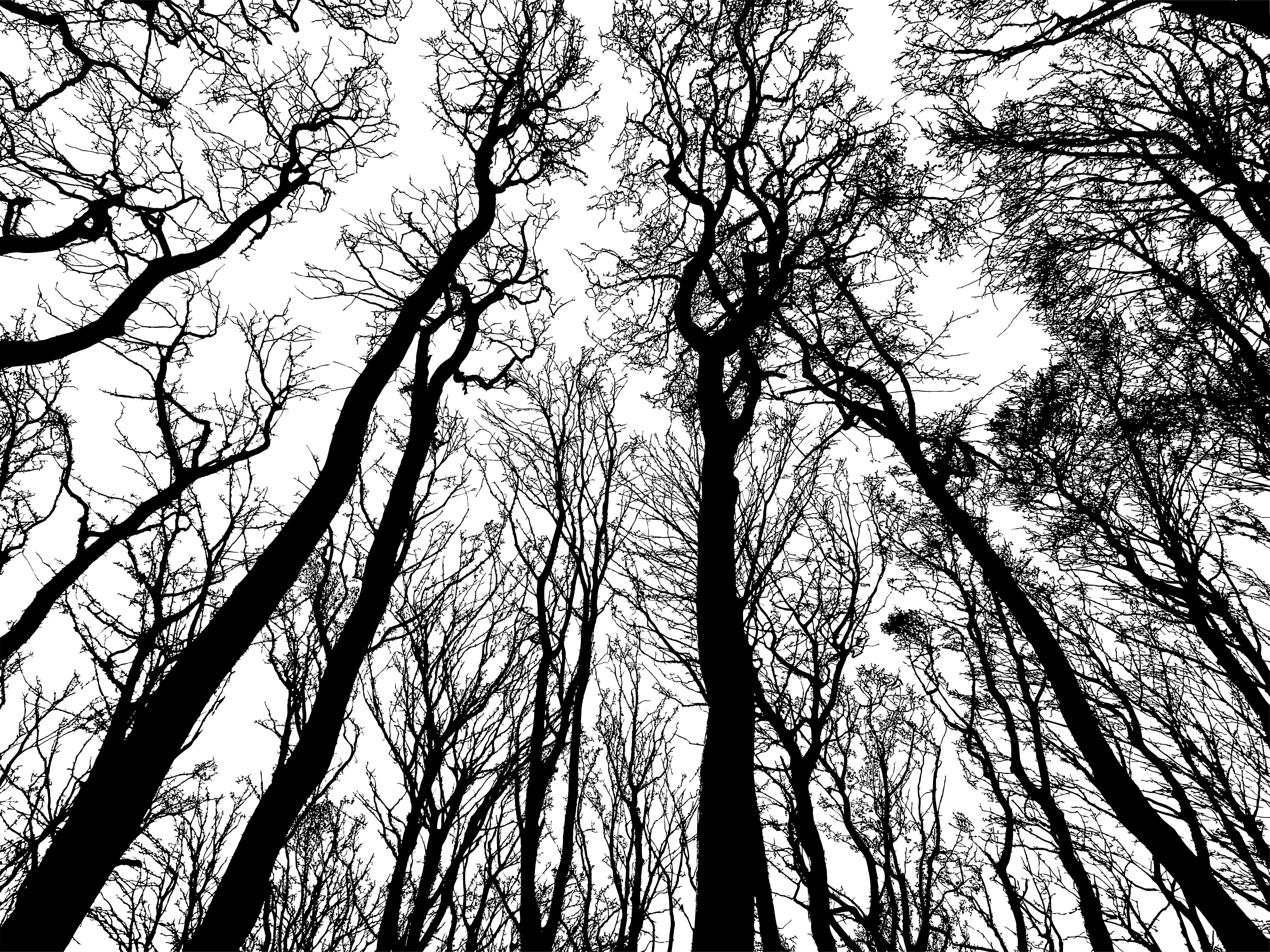 Лес деревья силуэт