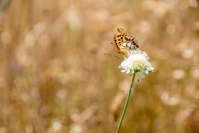 Butterfly Nature Insect