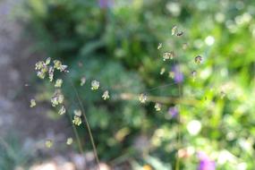 macro view of Quaking Grass Briza Media