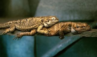 Relaxation Reptiles