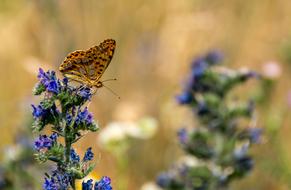 Butterfly Nature Insect