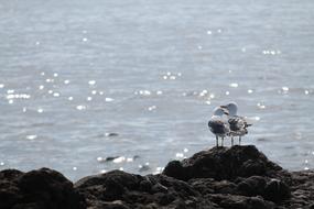 Seagull Love Sea