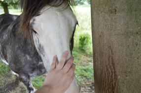 Horse Caring Love