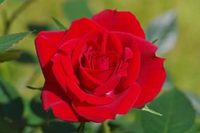 Red Rose blooming plant