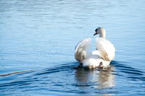 swimming Swan Bird in Water