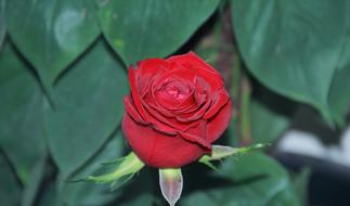 Nature Flower Leaf