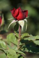 Rose Burgundy 81 Rosaceae