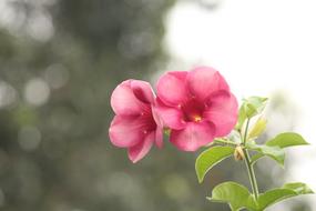 Flower Pink Nature blur