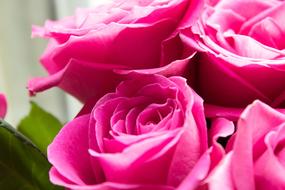 Pink Roses Flowers