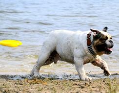 Dog Beach Most