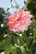 Rose Blossom Bloom Close