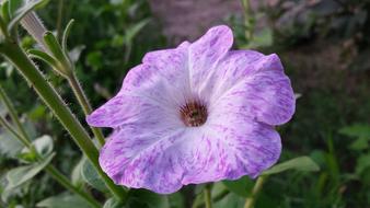 Flower Purple Petunia Summer