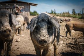 Pigs Animals on livestock