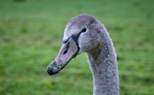 Grey Swan Dumb Cygnet