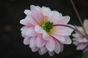 pink Flower Nature Macro view