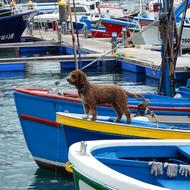 Dog Boat Boats