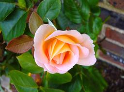Rosebud Flower Pink