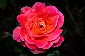 bright Flower Rosa Petals